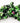 Ruby Zoisite Chips
